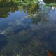 Image for article titled My Journey To Photograph All The Wildlife In The Division 2